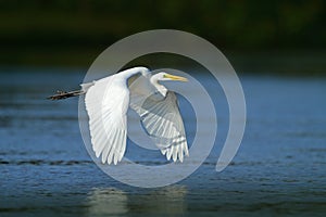 White heron in fly. Wildlife in Florida, USA. Water bird in flight. Flying heron in the green forest habitat. Action scene from na