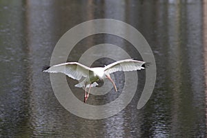 White heron flying