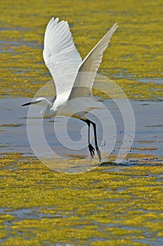 White heron flying