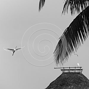 White heron flying.