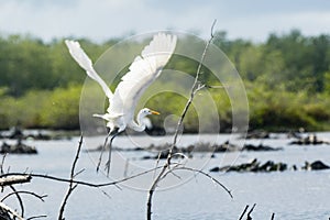 A white heron flying away