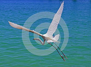 White heron flying photo