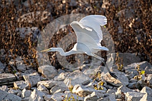 White heron flying over the beach water ardea alba, Pelecaniforme ardeidae photo