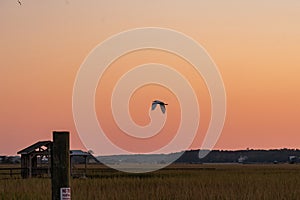 White heron flying over a salt marsh at Sunset