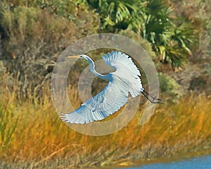 White Heron gliding just off the creek bank