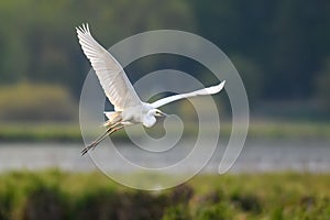 White heron, Great Egret, fly on the lake background. Water bird in the nature habitat