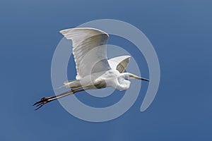 White heron, Great Egret, fly on the sky background. Water bird in the nature habitat