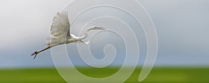 White heron, Great Egret, fly on the sky background. Water bird in the nature habitat
