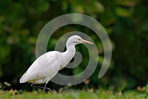 White heron in green vegetation, Bundala National Park, Sri Lanka, Asia. Cattle egret, Bubulcus ibis, in nature flower habitat.