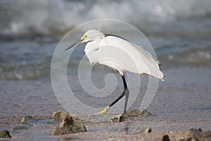 White heron hunting fish in the sea