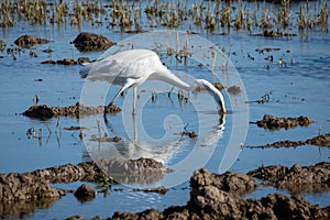 White heron hunting on the lagoon and the rice field. Adult white heron great egret on the hunt in natural park of Albufera,