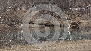 White Heron Lake in early spring photo