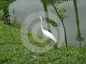 White heron on the lake shore photo