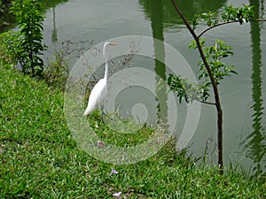 White heron on the lake shore photo