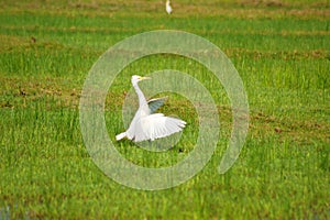White heron landing
