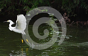 White Heron Lifting Off