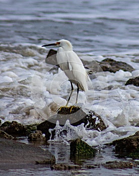 White Heron looking over surf