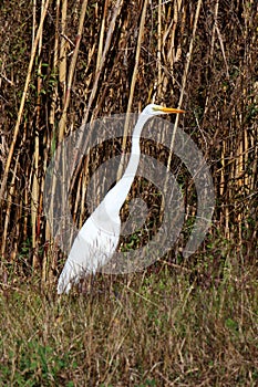 White heron in marsh vegetation