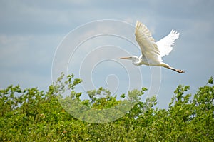 White heron photo