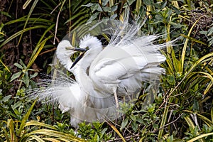 White Heron in New Zealand