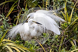 White Heron in New Zealand