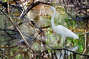 White heron in Panamanian swamp