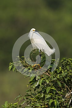 White heron, perched on the vegetation