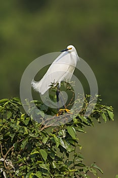 White heron, perched on the vegetation