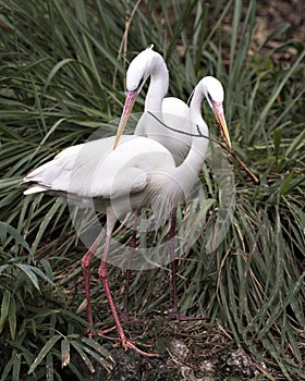 White Heron Photo. Picture. Image. Portrait. Close-up profile view. Love birds. Courtship. Building a nest. Birds with branch.