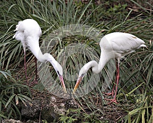 White Heron Photo. Picture. Image. Portrait. Close-up profile view. Love birds. Courtship. Building a nest. Birds with branch.