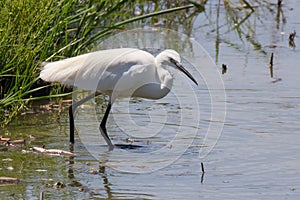 White Heron at Pont du Gau in Camargue