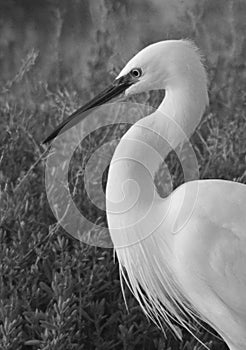 White heron portrait in black and white