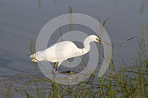 The White Heron preys on prey. NgoroNgoro, Tanzania