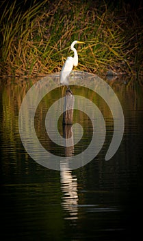 Bianco airone sta riposando sul login pantano album 