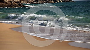 White heron on the sandy seashore in a surf