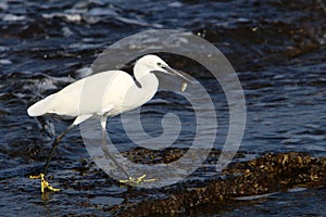 White heron on the seashore