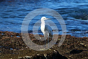 White heron on the seashore