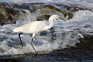 White heron on the seashore