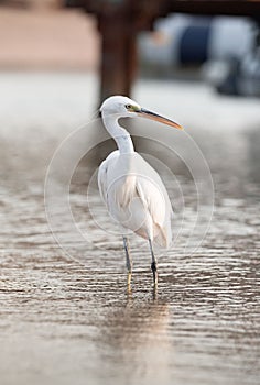 A white heron sitting on a pier of the Red Sea, waiting for its prey.