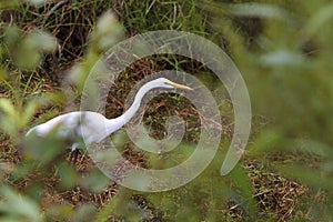 White Heron Stalking