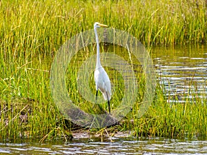 White heron standing