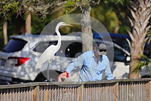 a white heron is standing on a fence next to cars