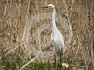 A white heron stands on green grass with marsh grass in background