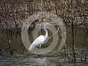 A white heron stands in a wetland