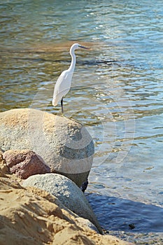 White heron on the stone on a sea shore