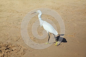 White heron on the stone on a sea shore