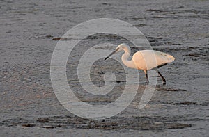 White heron at sunset