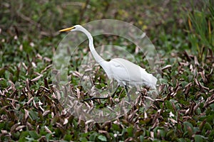 White heron in the swamp