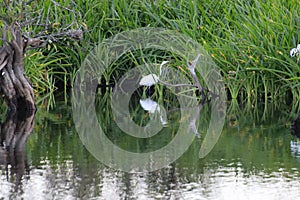 White heron in the swamp