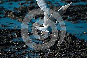 White Heron flying photo